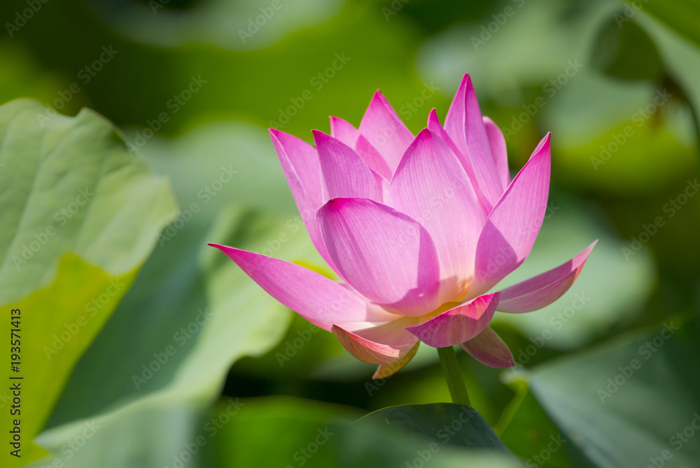 The Beauty of Translucent Lotus (Taipei Botanical Garden) The Beauty of Translucent Lotus (Taipei Botanical Garden)