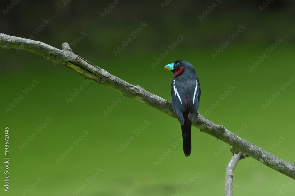 Obraz premium Black-and-red Broadbill