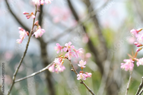 wind himalayan cherry or prunus cerasoides or sakura