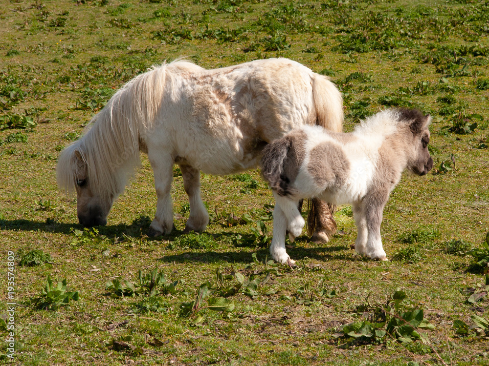 Obraz premium Ponyfohlen mit Mutter auf der Weide