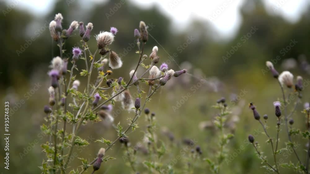 deflorate thistle stalks in a field in early autumn deflorate thistle stalks in a field in early autumn