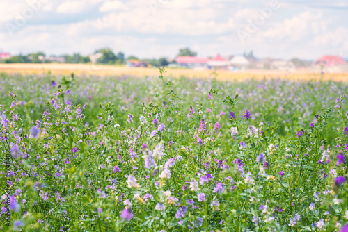 Фотография Green summer agricultural field with blossoming alfalfa (medicago sativa) or luc