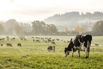 Foto auf Leinwand Kuh Rote und schwarze Holsteinkühe grasen an einem kalten Herbstmorgen auf einer Wiese in der Schweiz  © Fredy Thürig