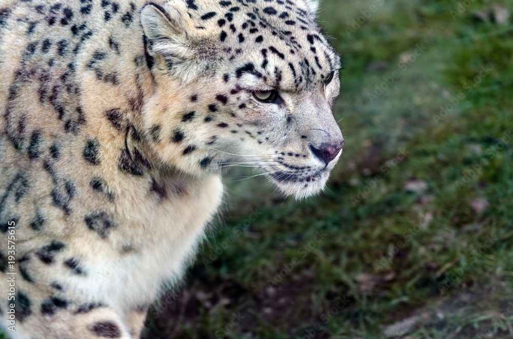 Naklejka premium Snow Leopard