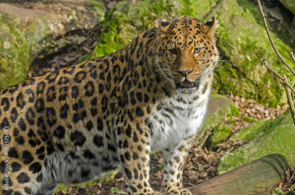 Amur Leopard Amur Leopard