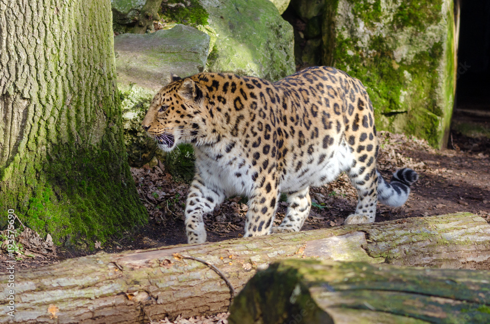 Amur Leopard Amur Leopard