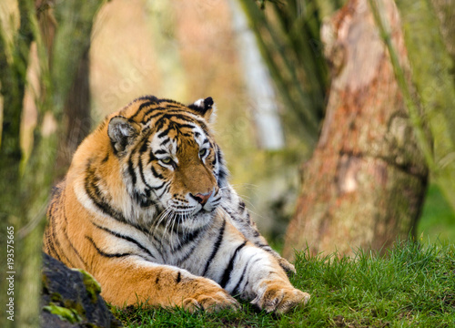 Amur Tiger