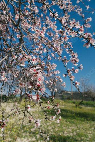 garden with blooming almonds and cherry trees
