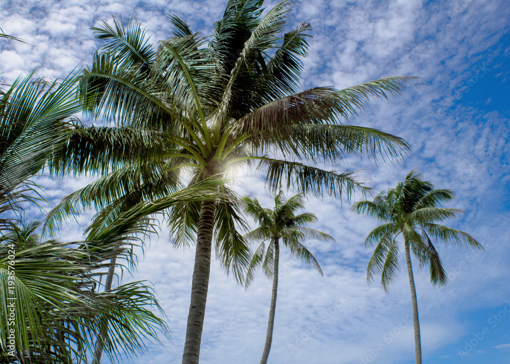 Beautiful coconut tree and leaf with blue sky background , Thailand.