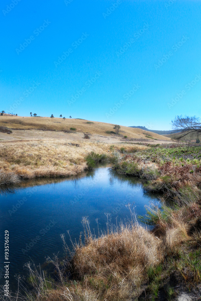 The pond