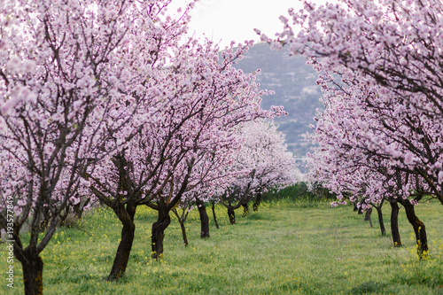 garden with blooming almonds and cherry trees
