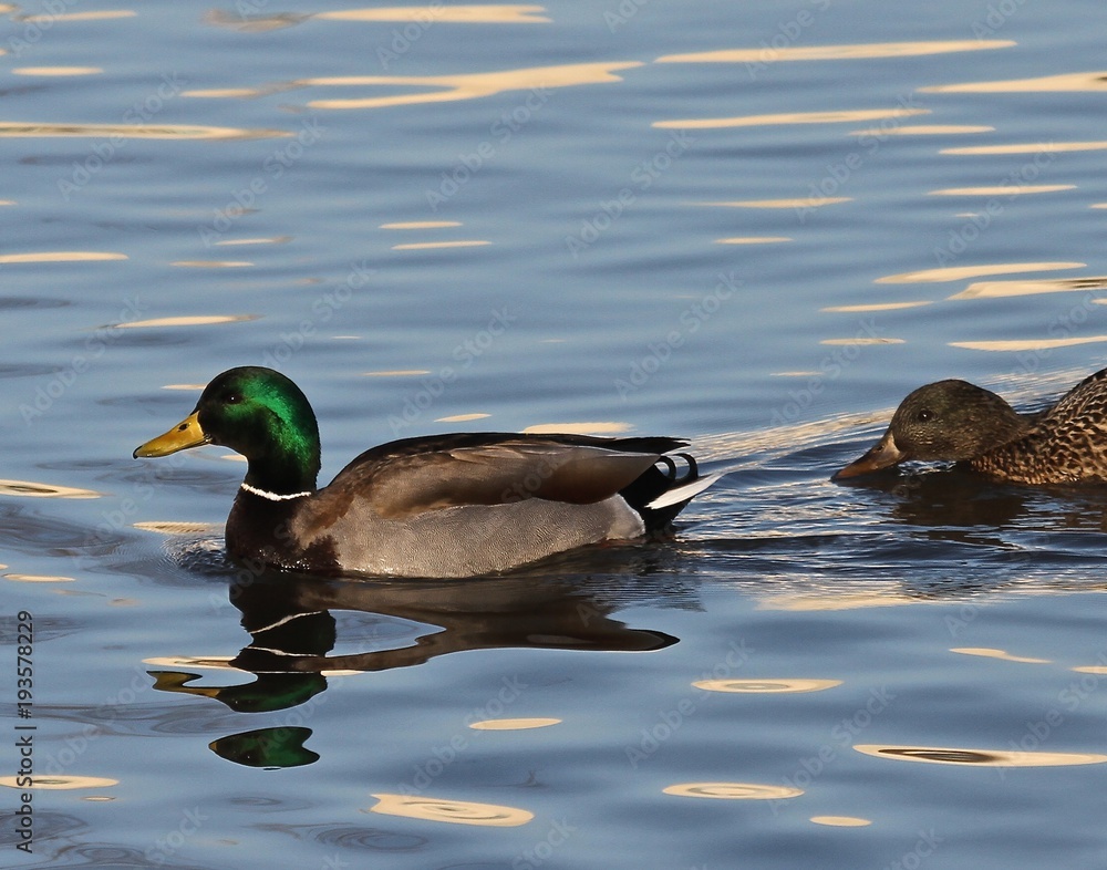 Obraz premium Random Mallard 3