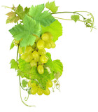 grappes de raisins blanc et vigne