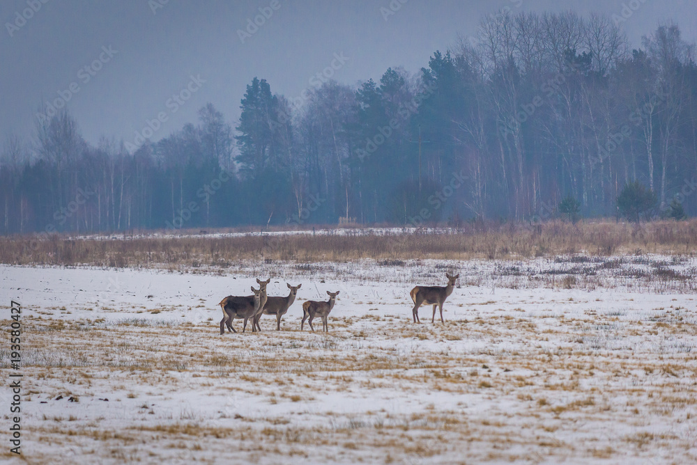 Herd of roe deers in Podlasie region of Poland Herd of roe deers in Podlasie region of Poland