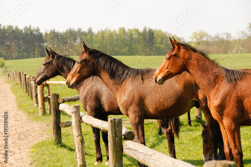 Group of brown horses on enclosure at the meadow pasture, standing side by side.