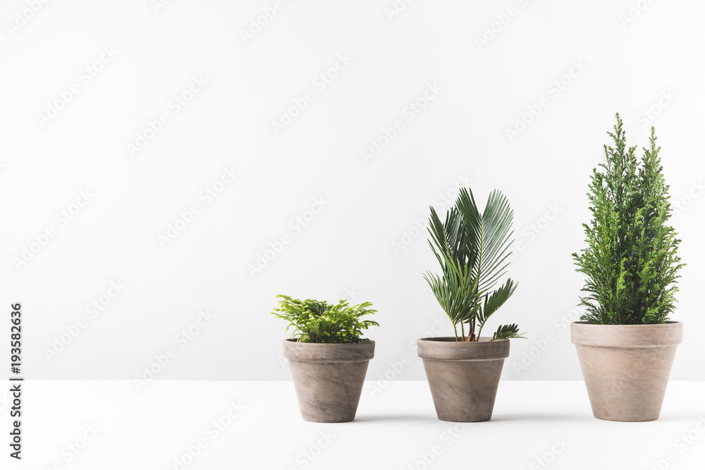 beautiful green home plants growing in pots on white