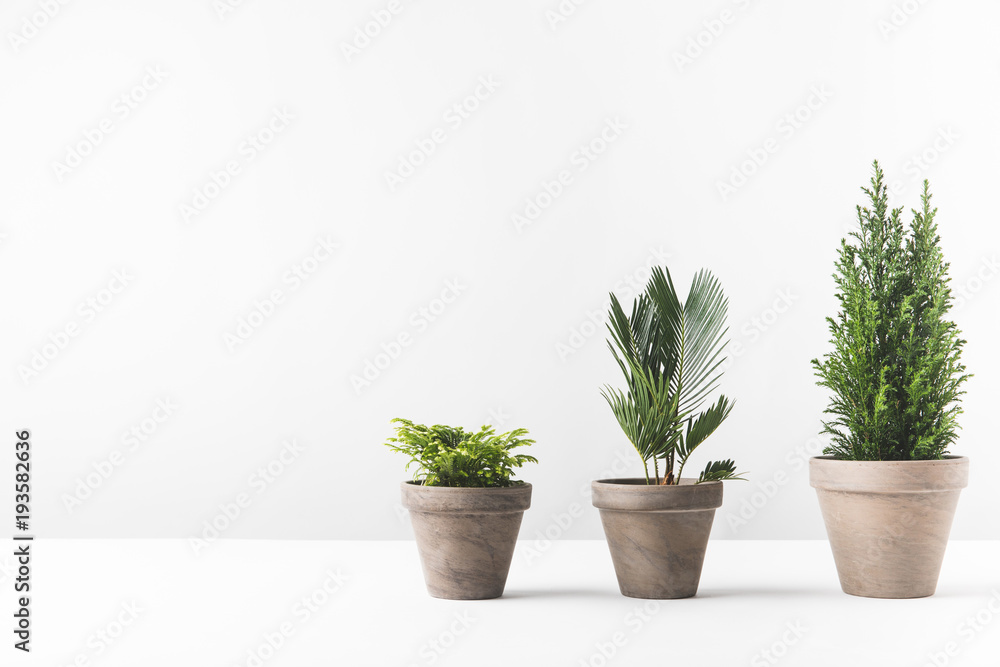 beautiful green home plants growing in pots on white beautiful green home plants growing in pots on white