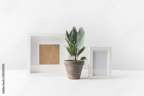 Fototapeta Naklejka Na Ścianę i Meble -  beautiful green potted plant and empty photo frames on white