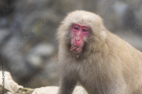 Japanese macaque sticking tongue out © kojihirano