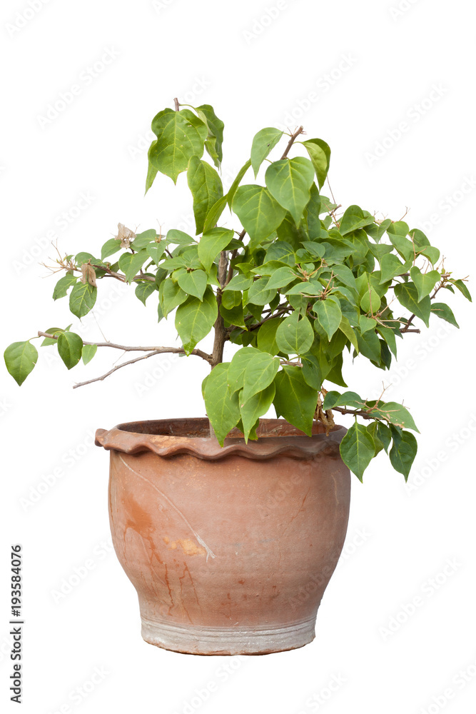 Small Bougainvillea Tree on pot with clipping path. Small Bougainvillea Tree on pot with clipping path.