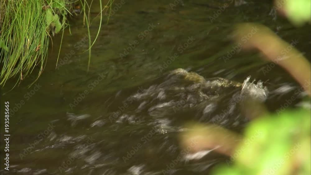 A steady ,medium shot of running water. Leaves and grass are in the surrounding of the stream. A steady ,medium shot of running water. Leaves and grass are in the surrounding of the stream.