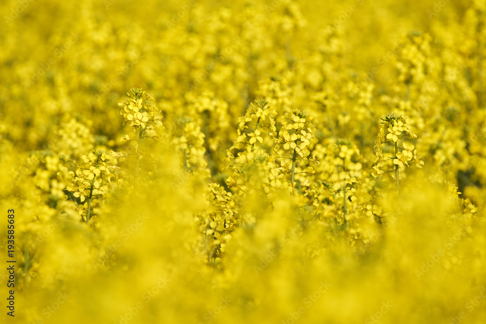 Fototapeta premium Canola flowers in closeup