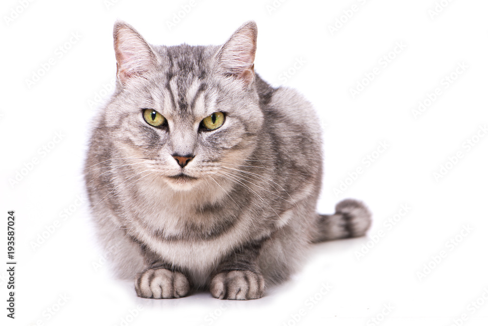 Getigerte Katze isoliert auf weißem Grund Getigerte Katze isoliert auf weißem Grund