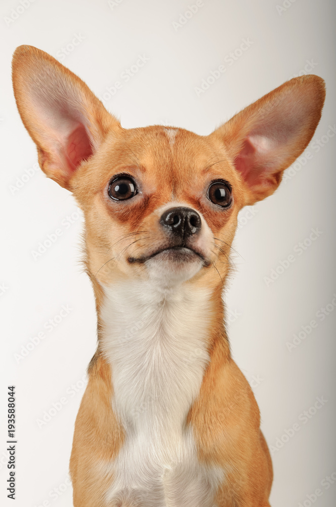 Chihuahuas dog in studio on a white background