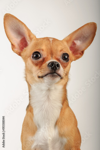 Chihuahuas dog in studio on a white background © alas_spb