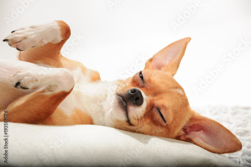 Chihuahuas dog in studio on a white background photo