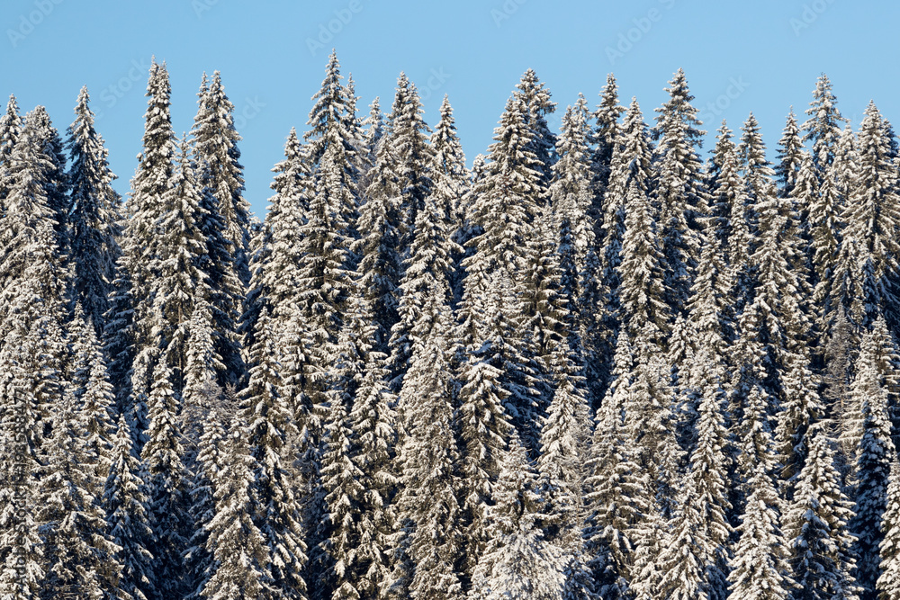 Snow-covered forest, spruces Snow-covered forest, spruces
