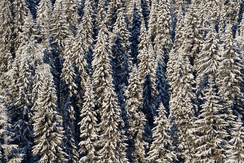 Snow-covered forest, spruces