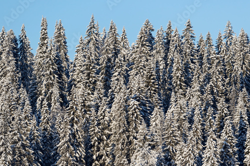 Snow-covered forest, spruces