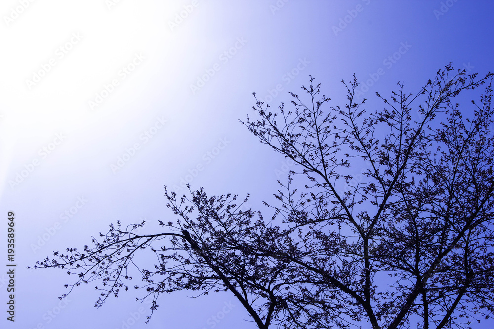 Tree branches with a sky view in Japan Tree branches with a sky view in Japan