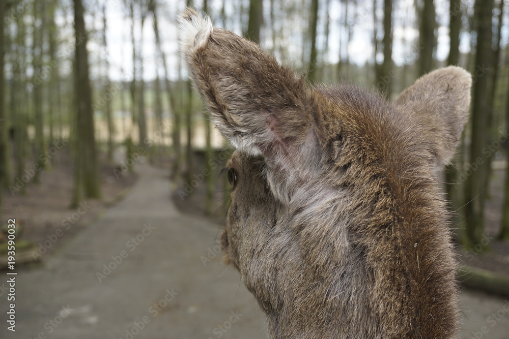 Fototapeta premium Reh