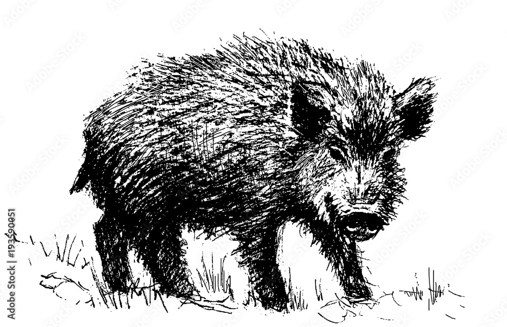 Hog. Graphic illustration Stock Vector | Adobe Stock