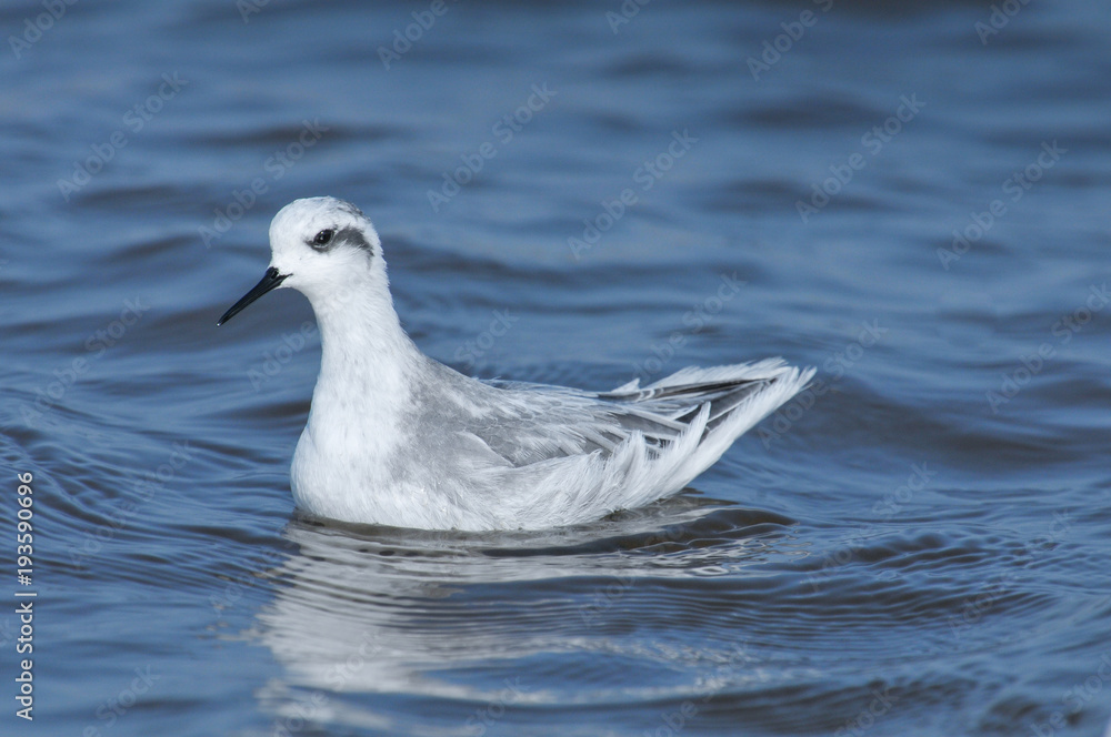Red-necked Phalarope ; Phalaropus lobatus Red-necked Phalarope ; Phalaropus lobatus
