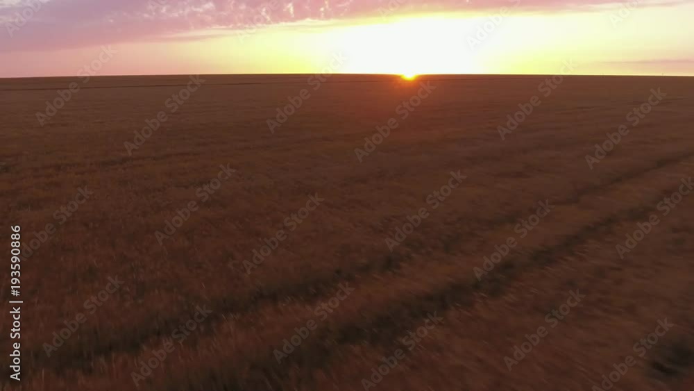 An inspiring bird`s eye view of the giant  wheat field wavering under a low flying drone like sea waves in Ukraine at a splendid sunset