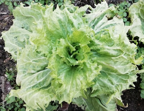 Billede på lærred salade laitue batavia bio,dans le potager