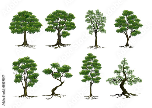 Beautiful tree on a white background