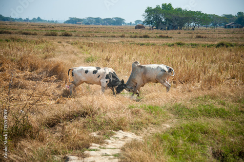 cows fighting in a field 