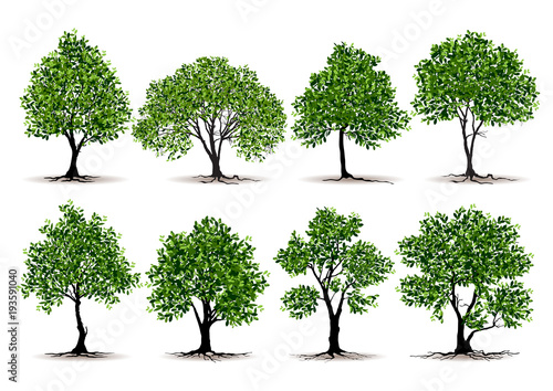 Beautiful tree on a white background