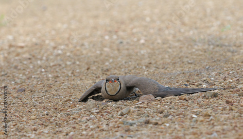 Oriental Pratincole  photo