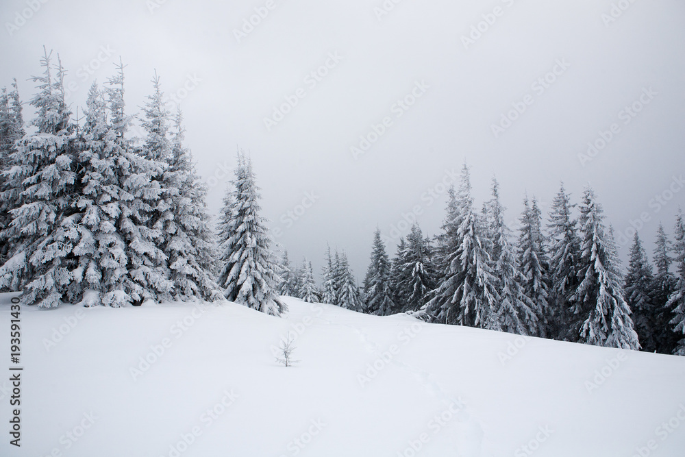 Spruce trees covered with snow and frost. Spruce trees covered with snow and frost.