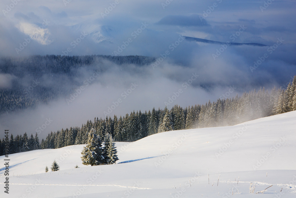 Spruce trees covered with snow and frost. Spruce trees covered with snow and frost.