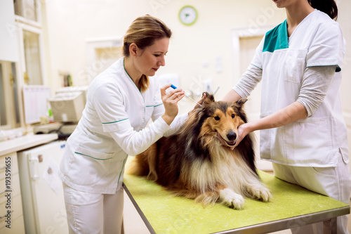 Fototapeta Naklejka Na Ścianę i Meble -  Young female veterinarian taking sample from dog's ear