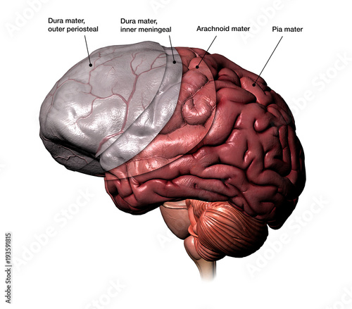 Human Brain Revealing Meninges Layers with Labels photo