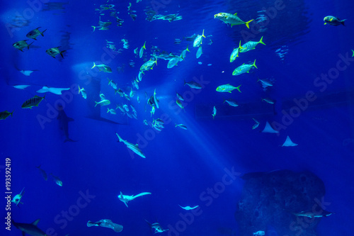 Large scale sealife oceanarium with many species of underwater animals in a zoological aquarium