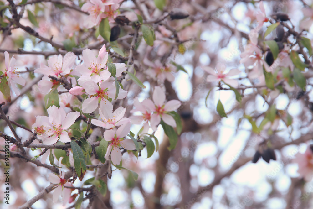 background of spring white cherry blossoms tree. selective focus. background of spring white cherry blossoms tree. selective focus.