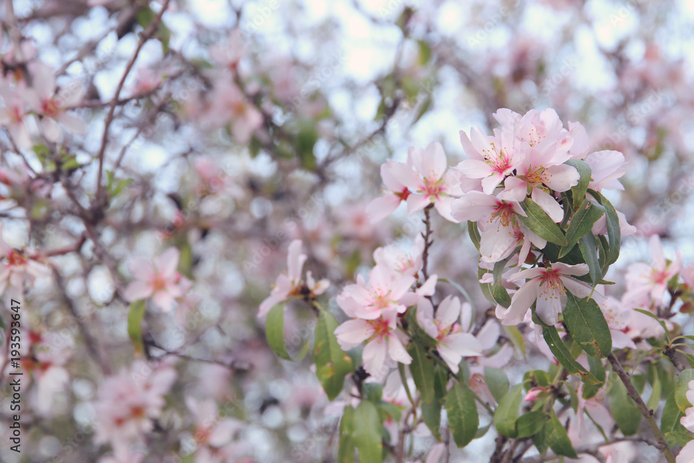 background of spring white cherry blossoms tree. selective focus. background of spring white cherry blossoms tree. selective focus.